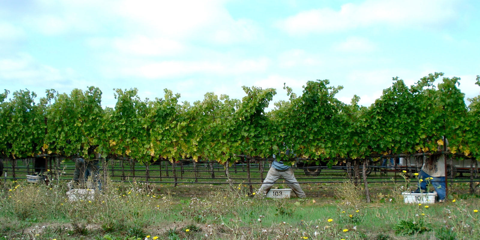 Fiano di Avellino DOCG