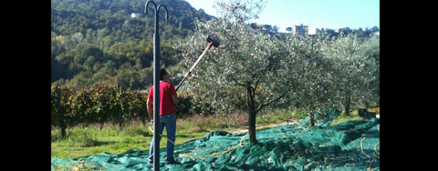 Raccolta delle olive nell'azienda Mila Vuolo