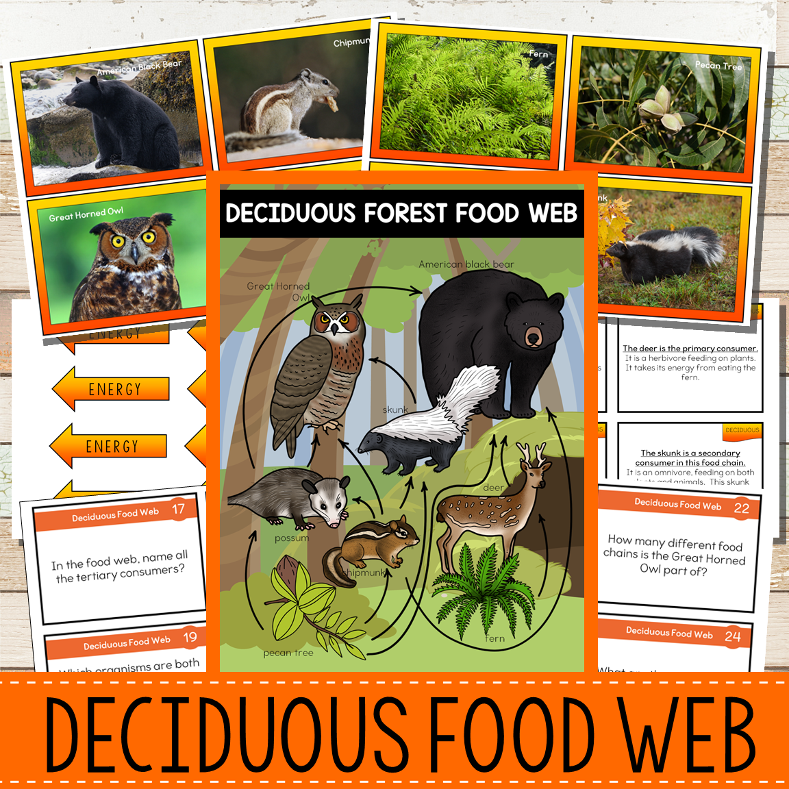 boreal forest animal food web