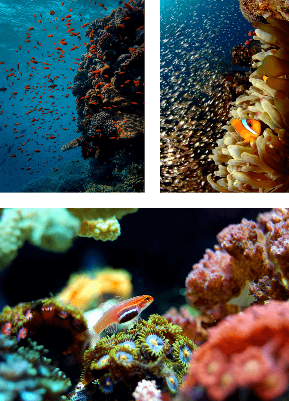 coral-reef-foundation-merowings-collage