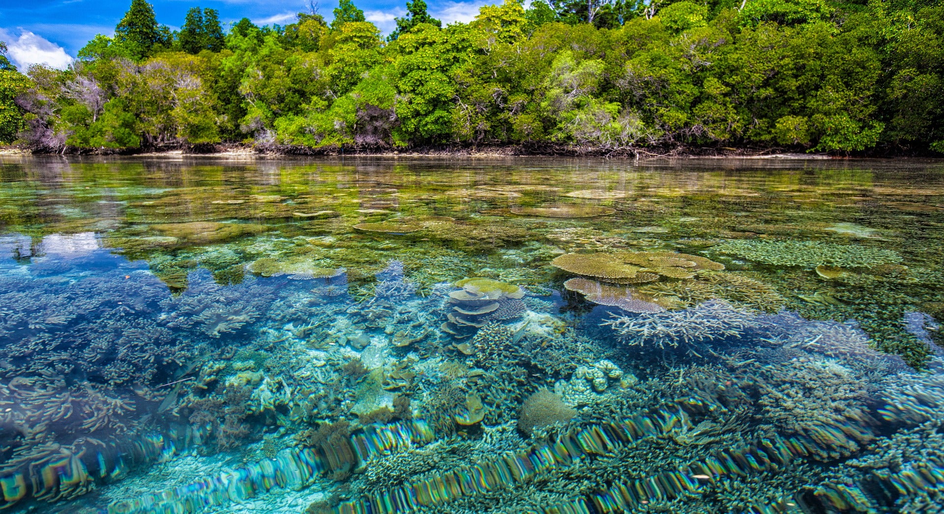 Coral reefs protect coast lines
