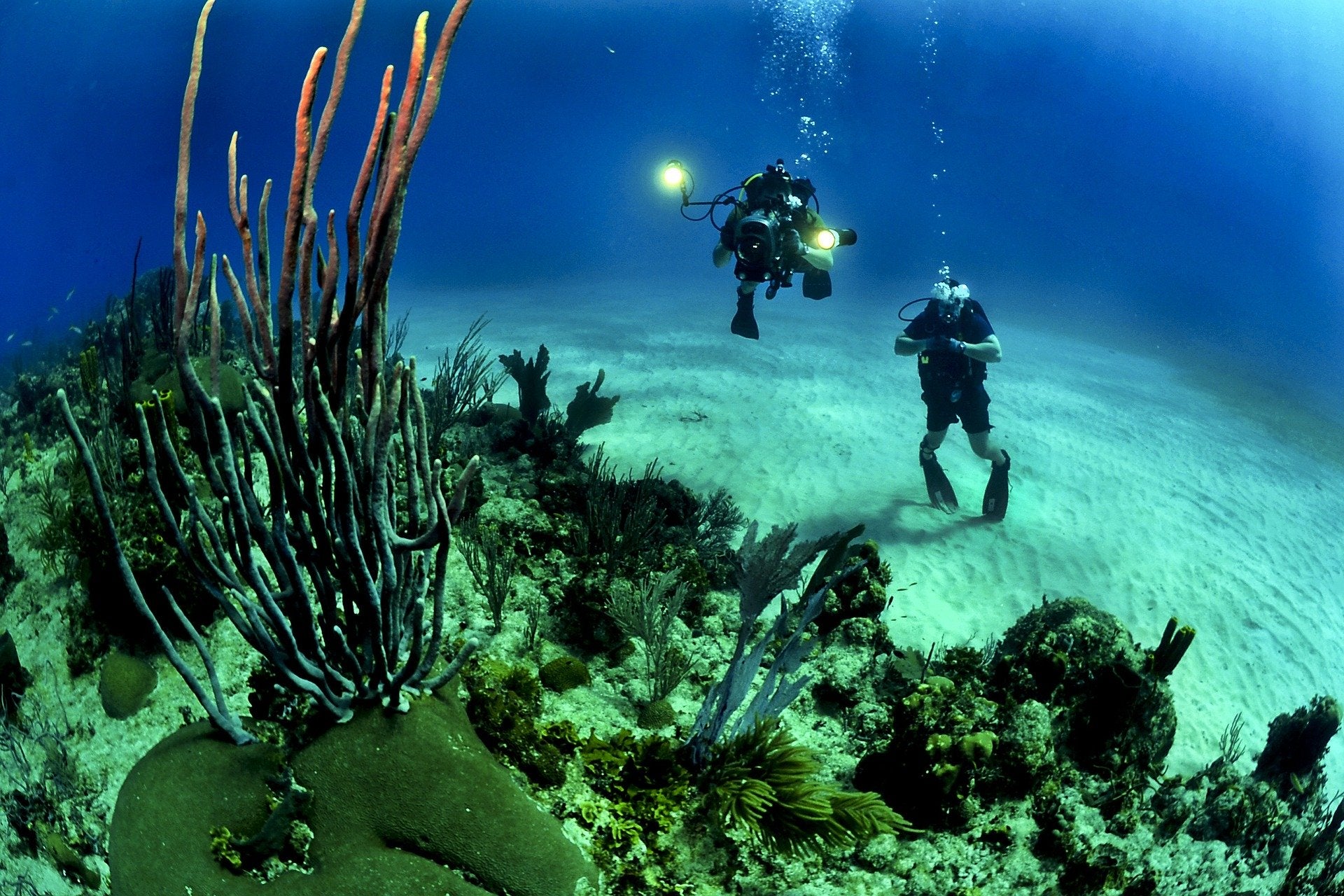 Sporttaucher untersuchen den Zustand der Korallenriffe in Hawaii