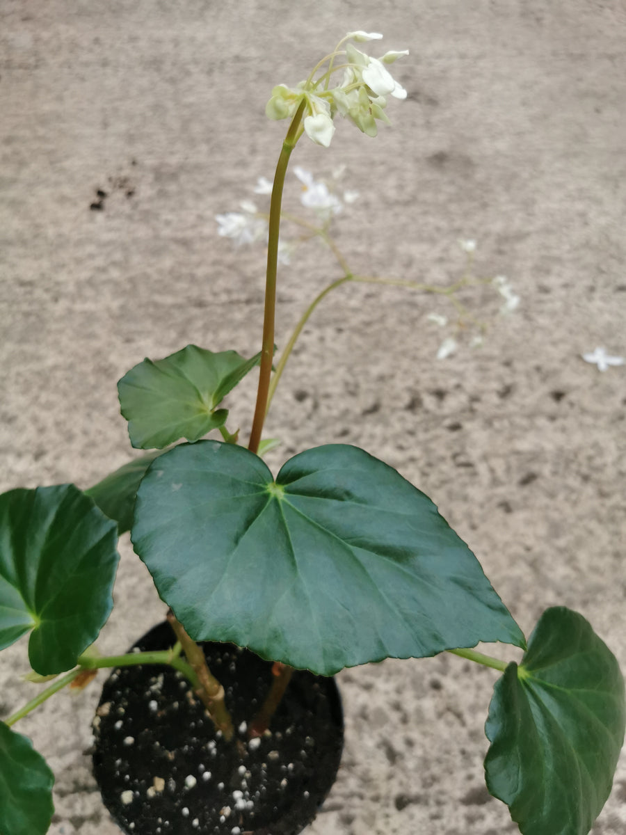 Begonia odorata alba – Dibleys