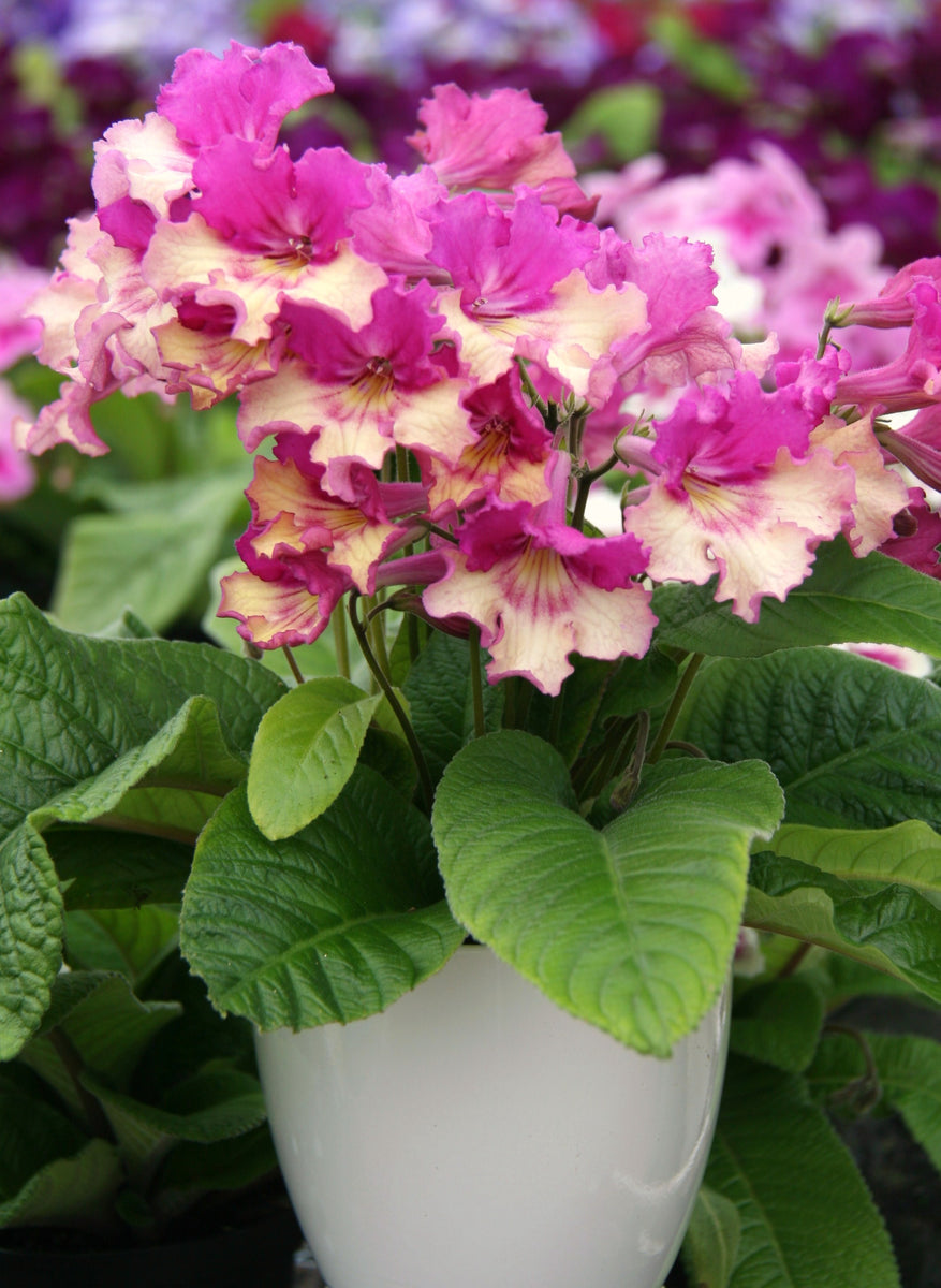 Streptocarpus Harlequin Dawn – Dibleys