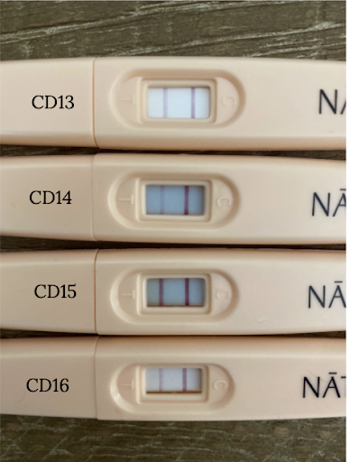 calendar day 13 - 16 of pregnancy test