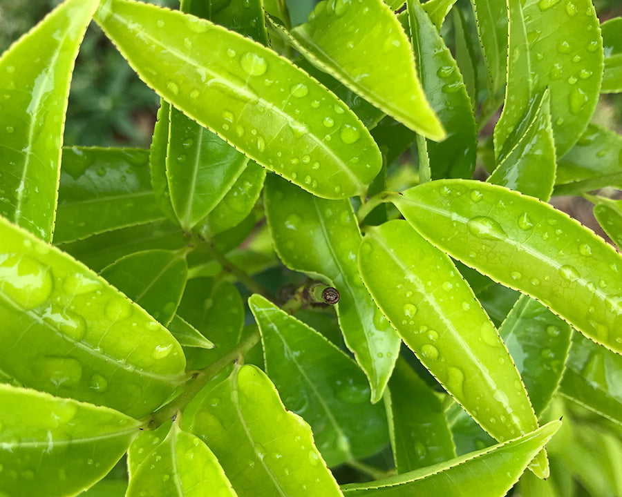 oolong tea farm