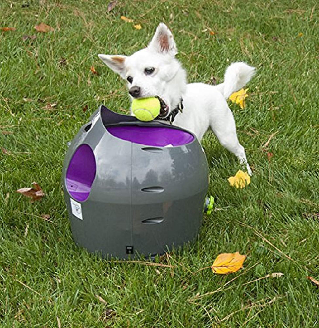 automatic dog ball thrower