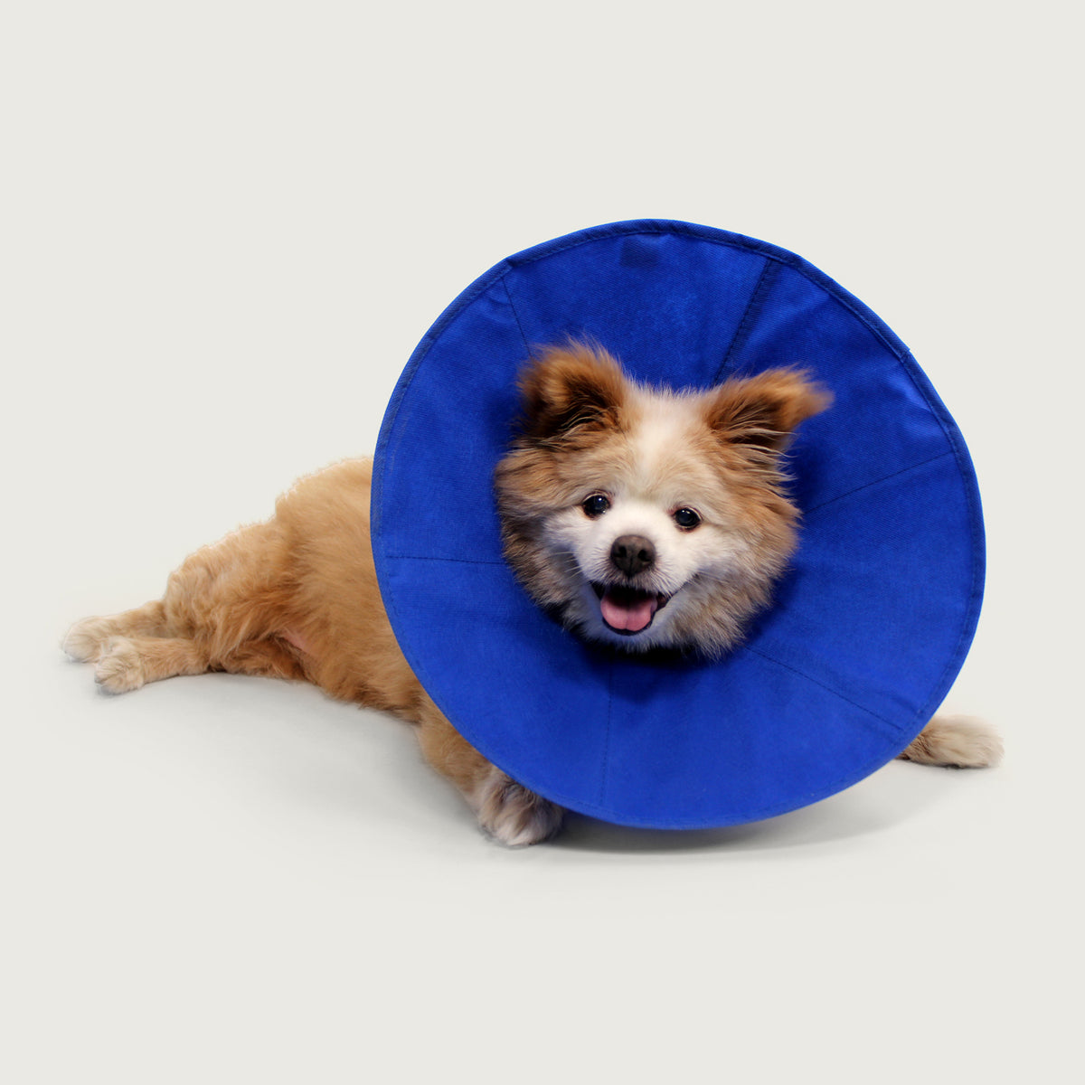 kong soft dog cone