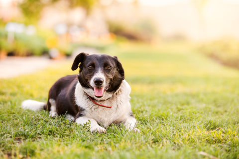 composting dog poop