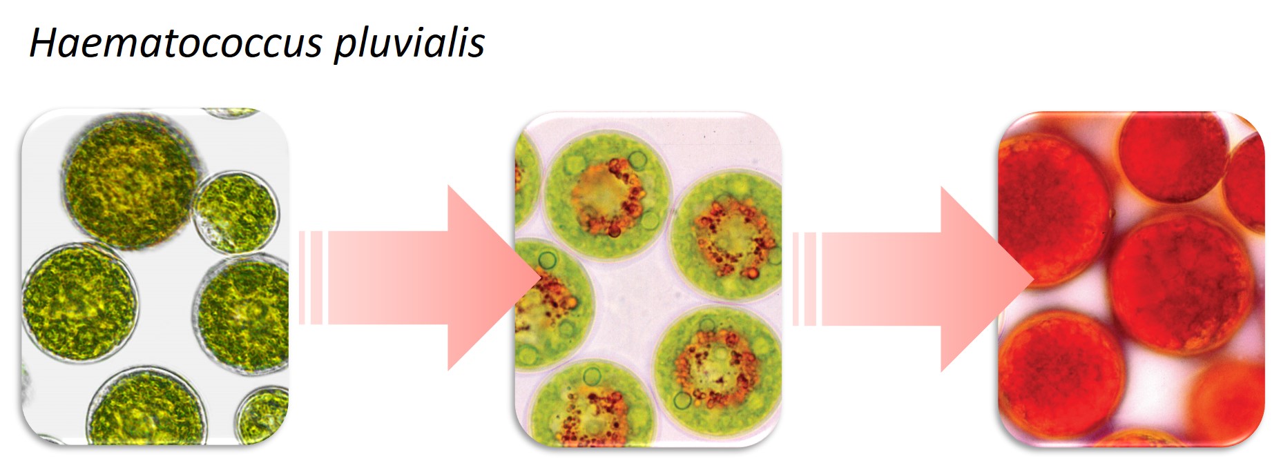 green microalgae accumulating astaxanthin 