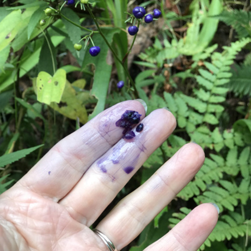 natural dye color from sapphire berries