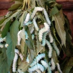 Eri silkworms are formed