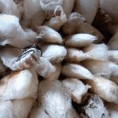 Eri silk cocoons are formed and the moth emerges