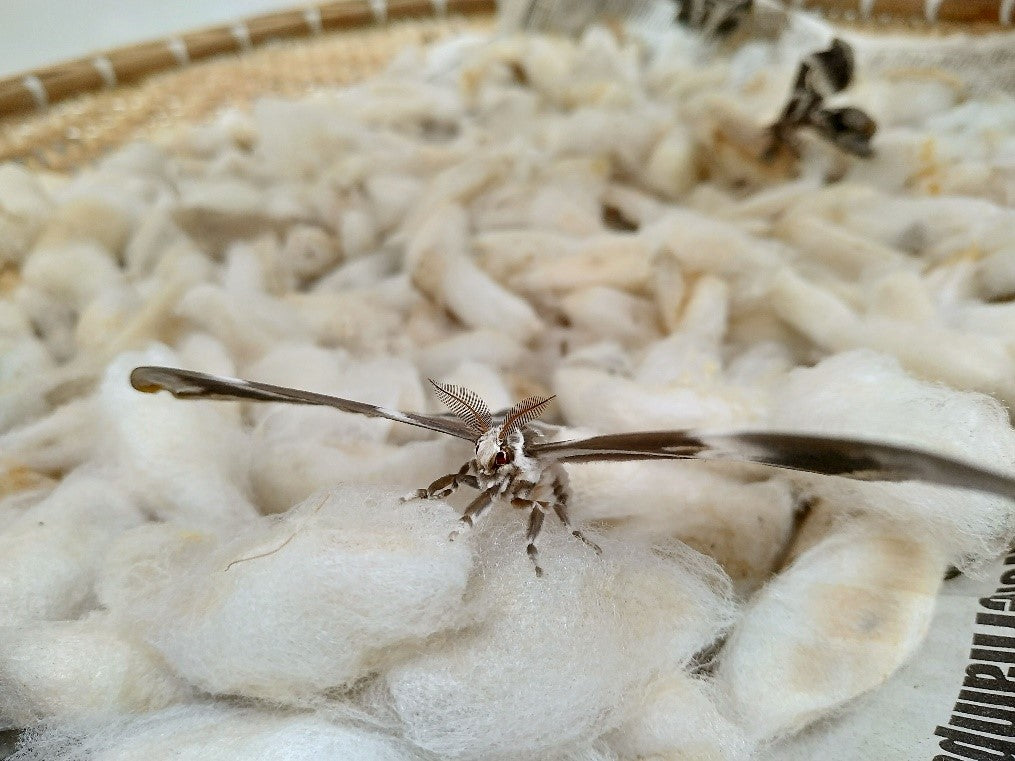 Eri silk moths and cocoons | Muezart
