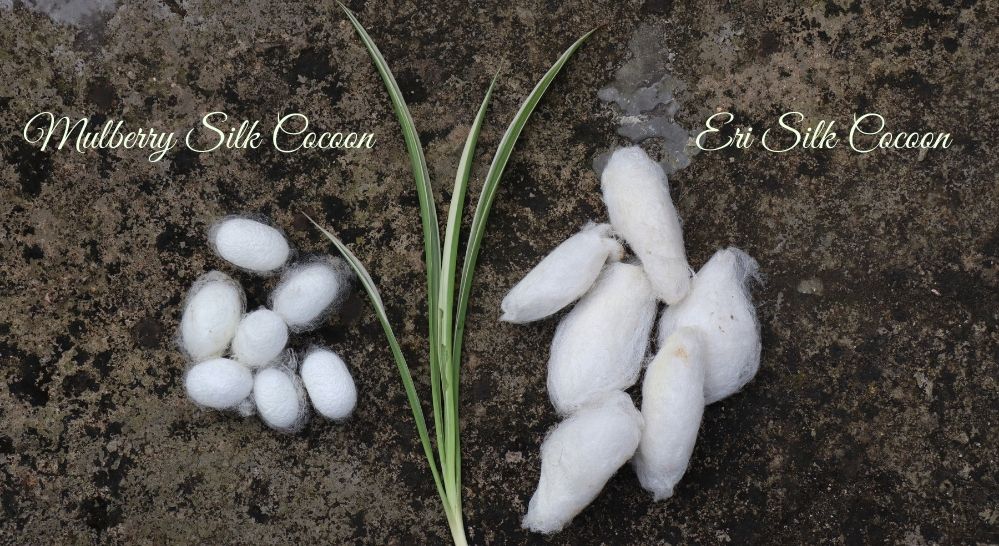Difference between Mulberry and Eri cocoons - Muezart