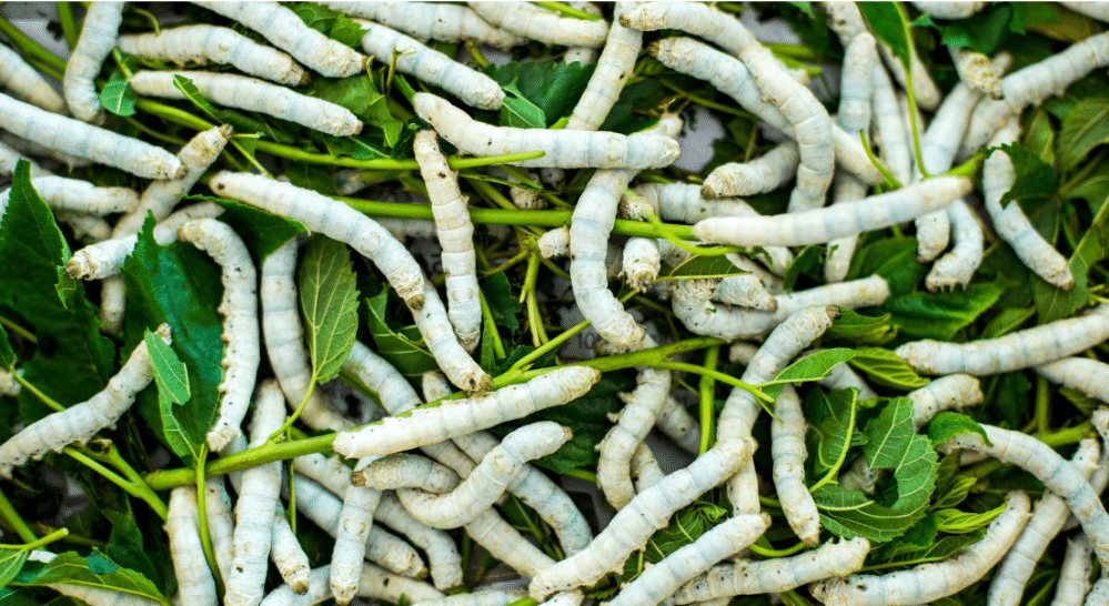 Silkworm and mulberry silk | Muezart