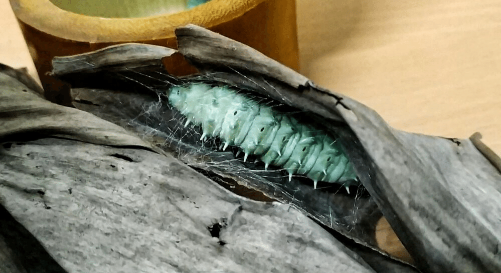 Silkworm forming cocoon | Muezart