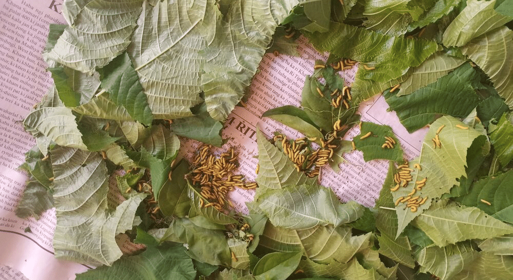 Silkworms feedind on the castor leaves | Muezart