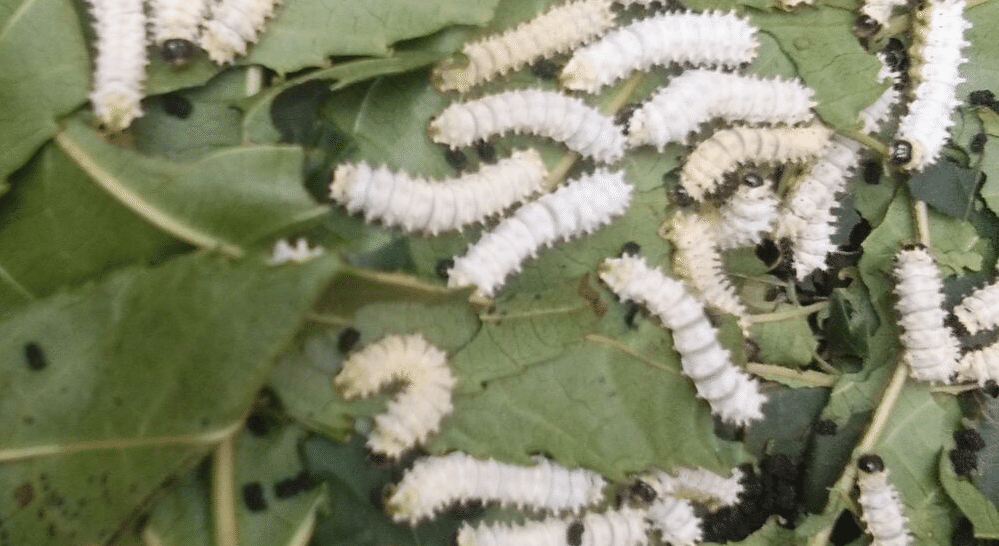4-6 days old eri silkworms | Muezart