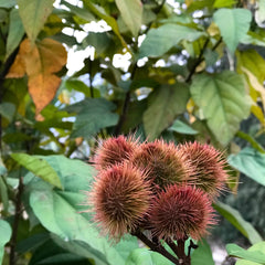 annatto plant with seeds for plant-based dyeing