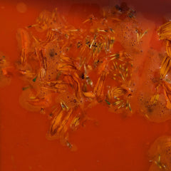 annatto seed in the dye bath