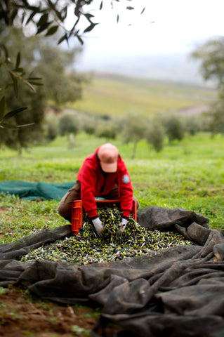 Affiorato fra OLIVIERS & CO - håndplukkede oliven til årets nye ekstra jomfru olivenolie