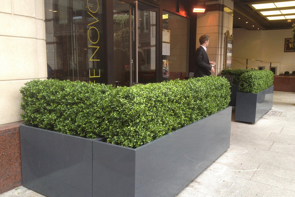 The Westbury Hotel - Artificial Boxwood Hedging - Trees Company