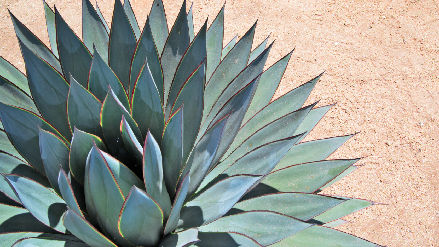 agave plant sisal