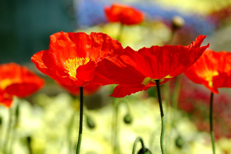 When to cut back poppies - top tips for maintaining the perfect garden