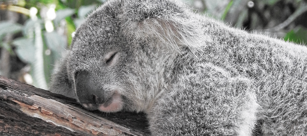 Koala Grey Collection