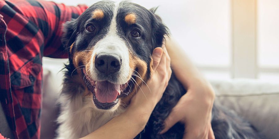 are dog eye infections contagious to humans