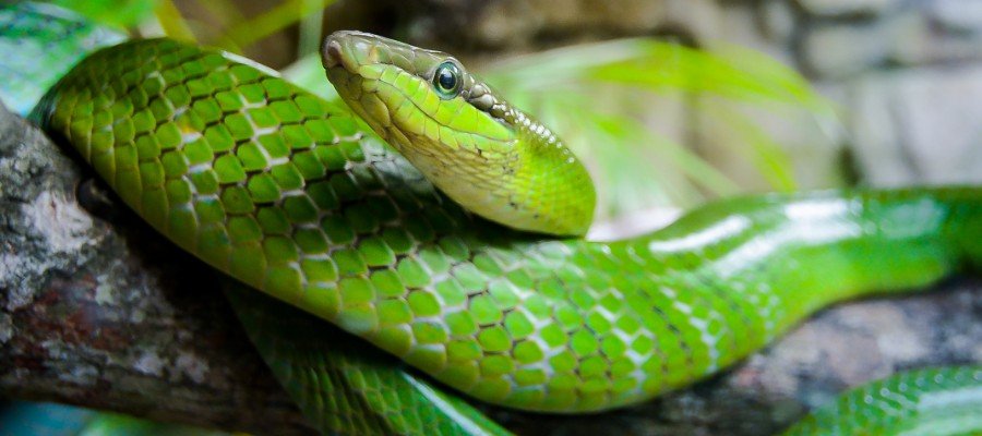 A Guide to Pet Snake Care | PetPost | PetPost Australia