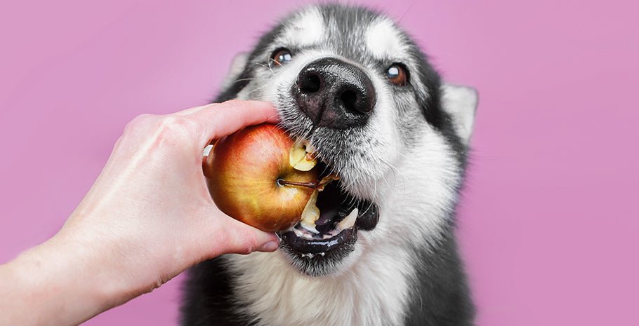 what fruit can labradors eat