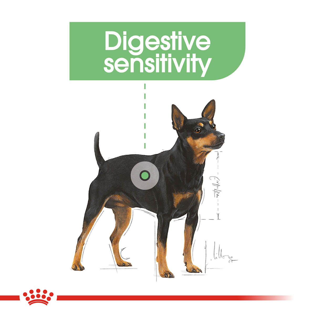 are bones easily digested by a miniature pinscher