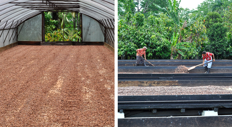 Drying Cocoa beans to make bean to bar chocolate