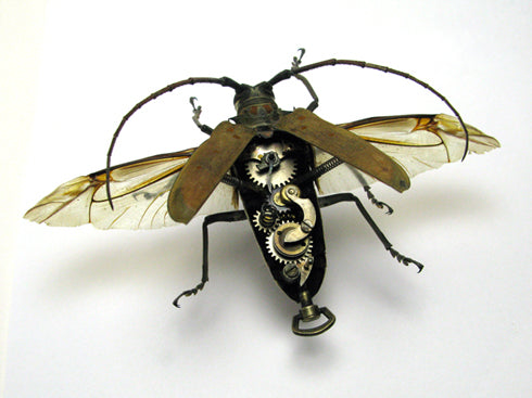 2009 Longhorn by Mike Libby of Insect Lab