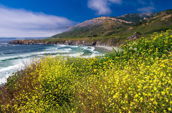 Sand Dollar Beach