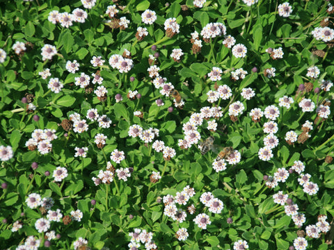 Kurapia Ground Cover close up flowers and bees