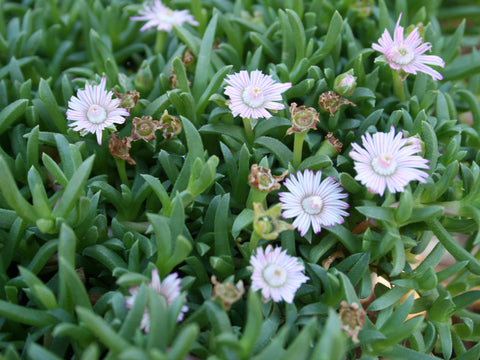 Ruschia Nana Succulent close up with flowers