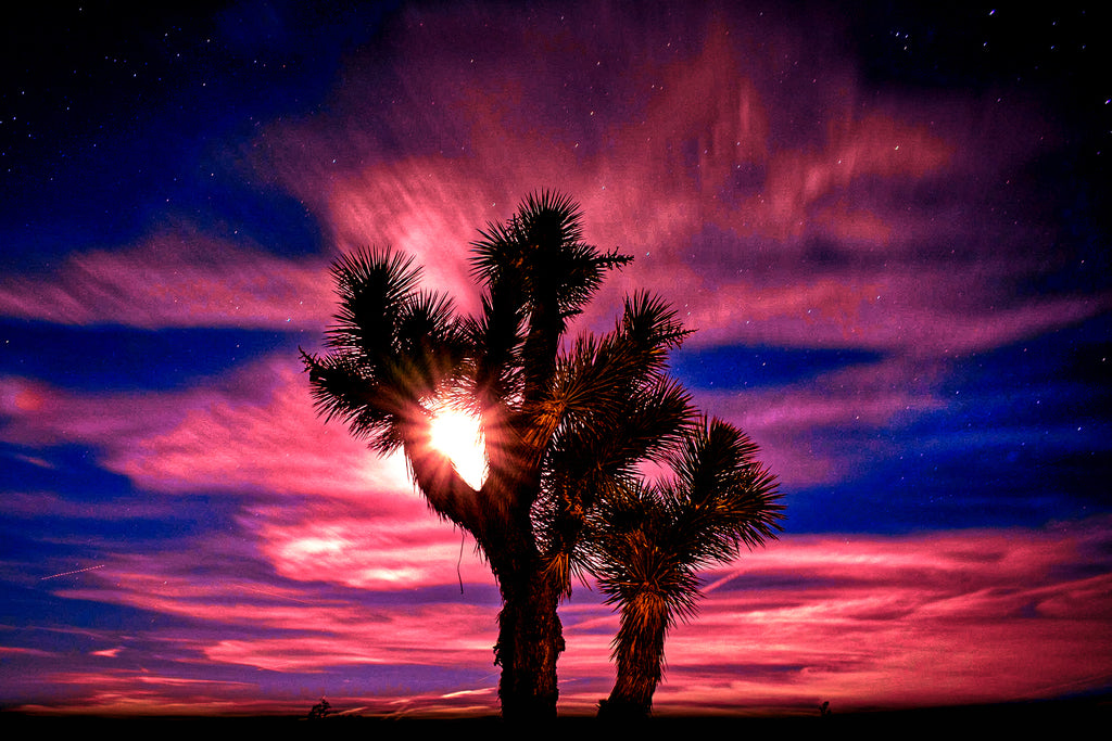 Joshua Tree