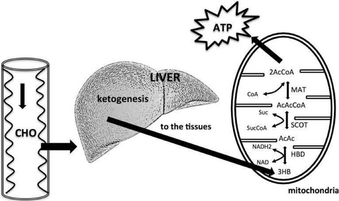 ketogenic diet reduced carb intake and caused an increased liver production of ketone bodies