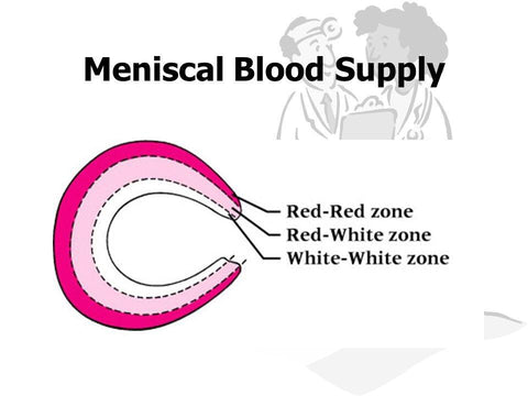 Meniscal-blood-supply