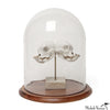 Siamese Bulldog Skull in Dome