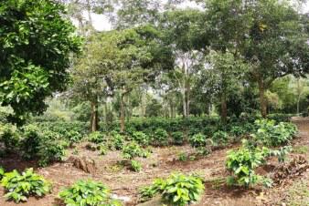 photo d'une plantation de café au Costa Rica dans le terroir du Tarrazu