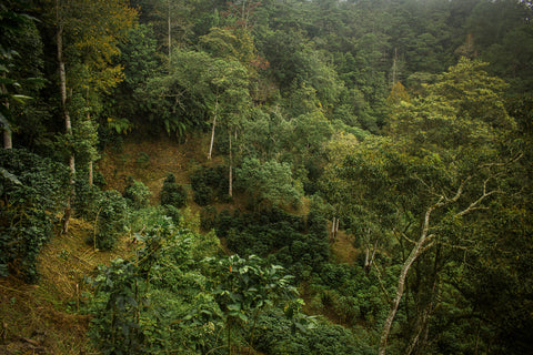 plantation de café dans le Honduras agriculture biologique