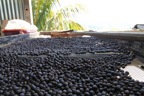 séchage du café sur lit africains au Panama