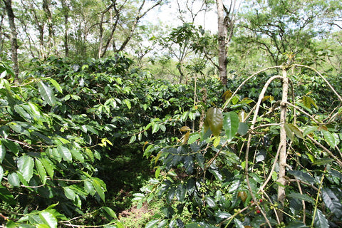 plantation de café indonésie Sumatra terroir de Aceh Tengah