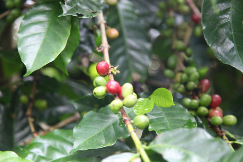 cerises de café sur caféier plantation sumatra