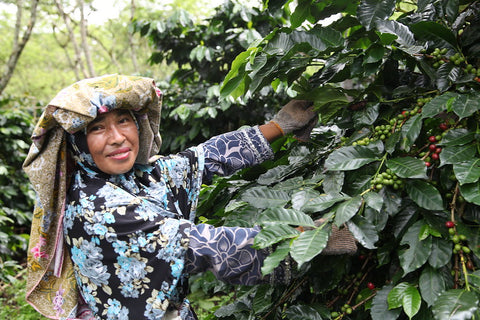 femme récoltant le café à Sumatra en Indonésie