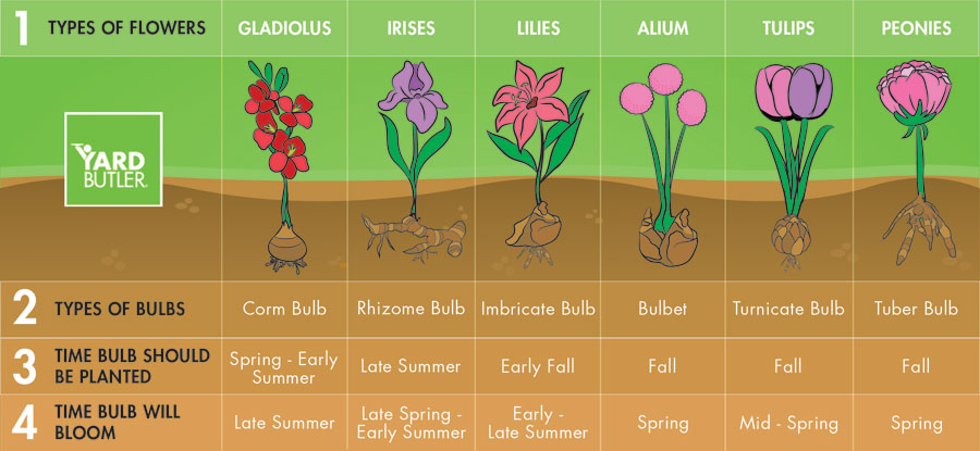 Types of flower bulbs and planting seasons